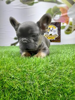 Französische Bulldoggen - 12