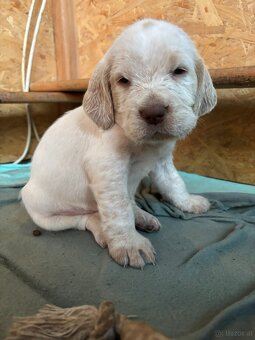 Spinone italiano - 12