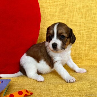 Kooikerhondje Welpen - 12