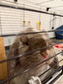 Minilop-Kaninchen 🐰🩷 - 12