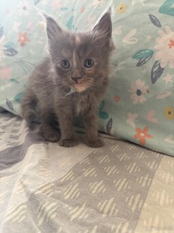 Maine Coon Kitten - 12