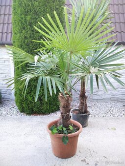 Winterharten palmen Trachycarpus Fortunei - 12