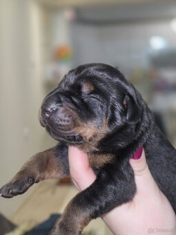 Doberman welpen mit PP - fci hunde - 12