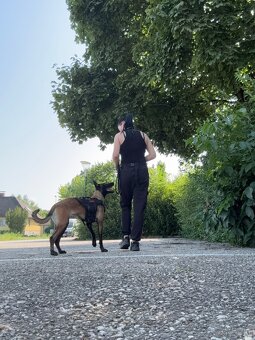 Malinois x Cane Corso Welpen - 12