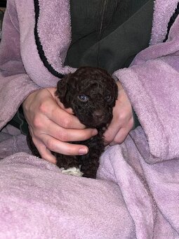 Lagotto Romagnolo - 12