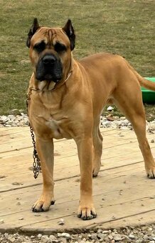 Cane corso mit Stammbaum - 12