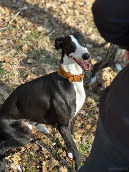 Whippet Welpen mit Papieren - 12