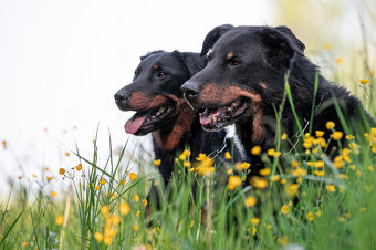 Beauceron-Welpen - 12