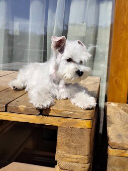 Schnauzer White miniatúrne - 12