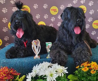 Schwarzer Russischer Terrier – liebevoll aufgezogene Welpen - 12