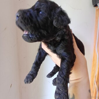 Goldendoodle - 12