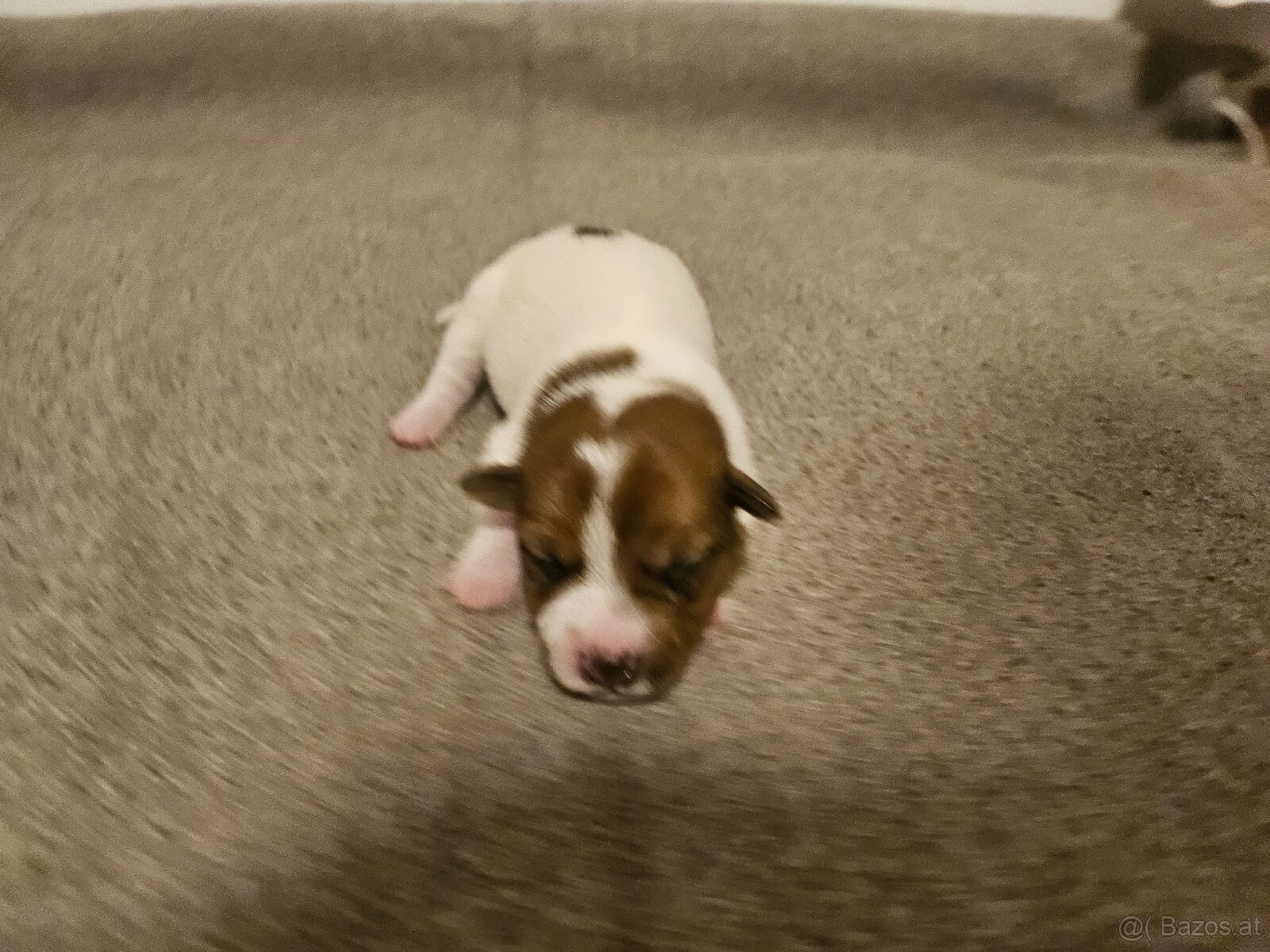 Jack Russell Terrier Welpen gew.13.04.2026 - 13