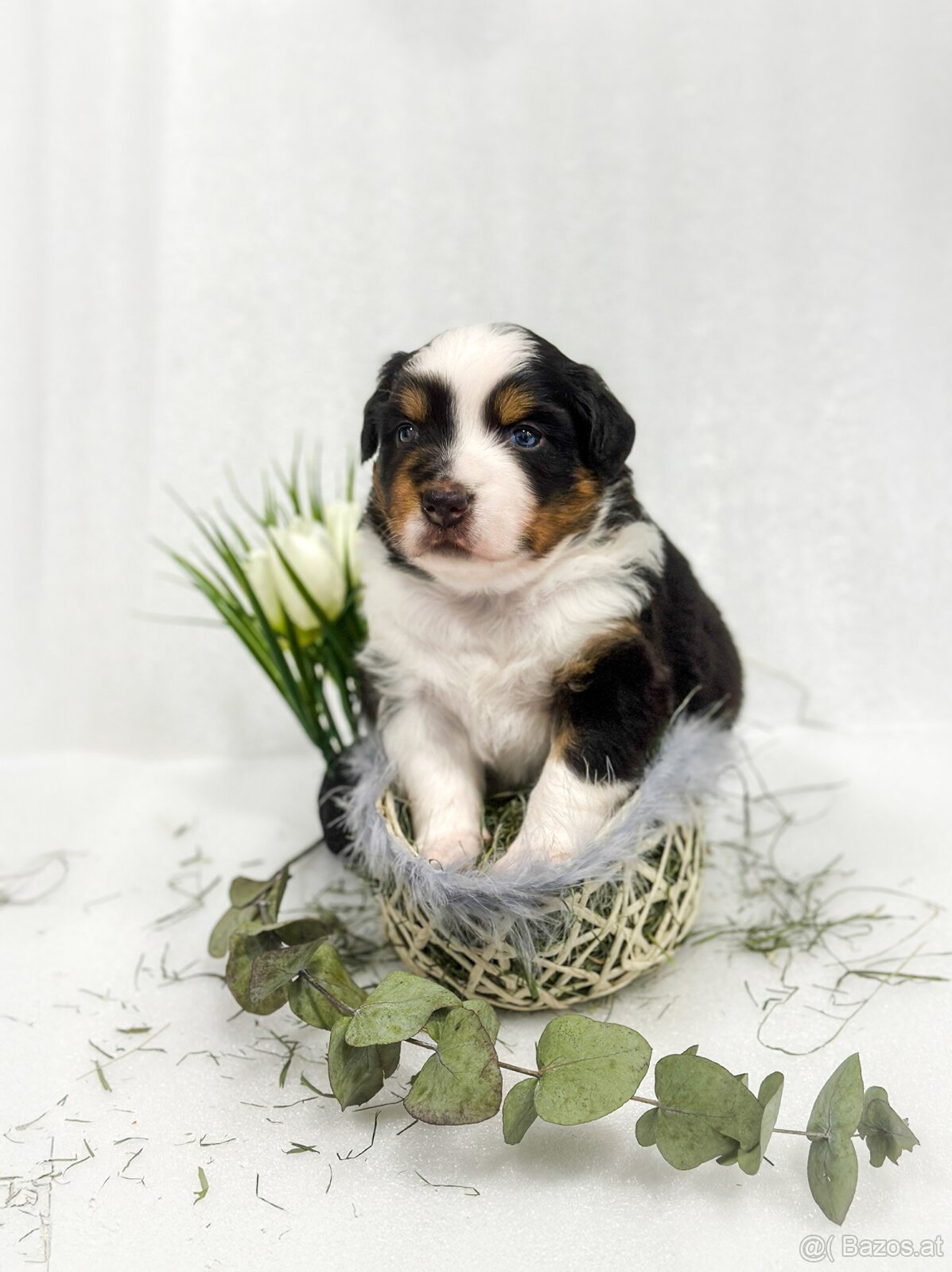 Miniature American Shepherd FCI - 13