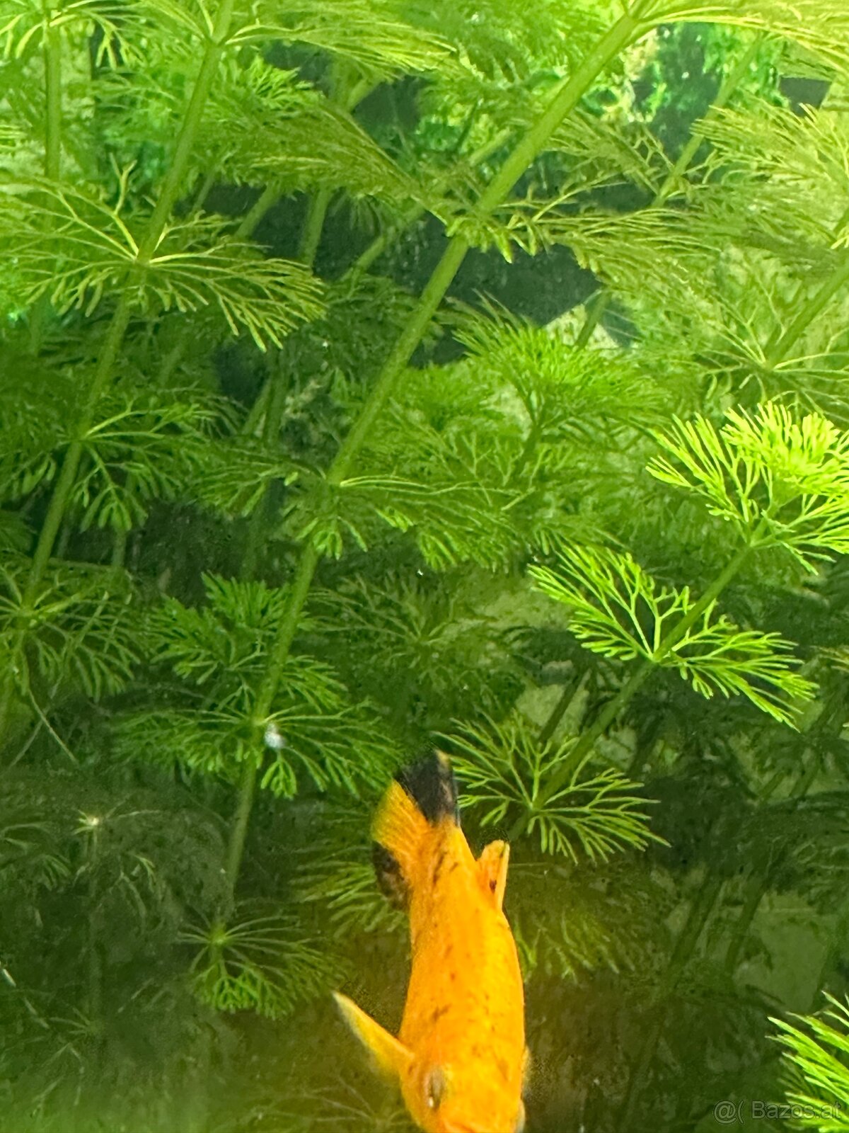 Mollys, Platys und noch mehr zum verkaufen 🐟 - 13