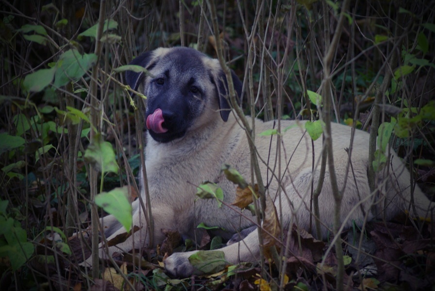Kangal - 13