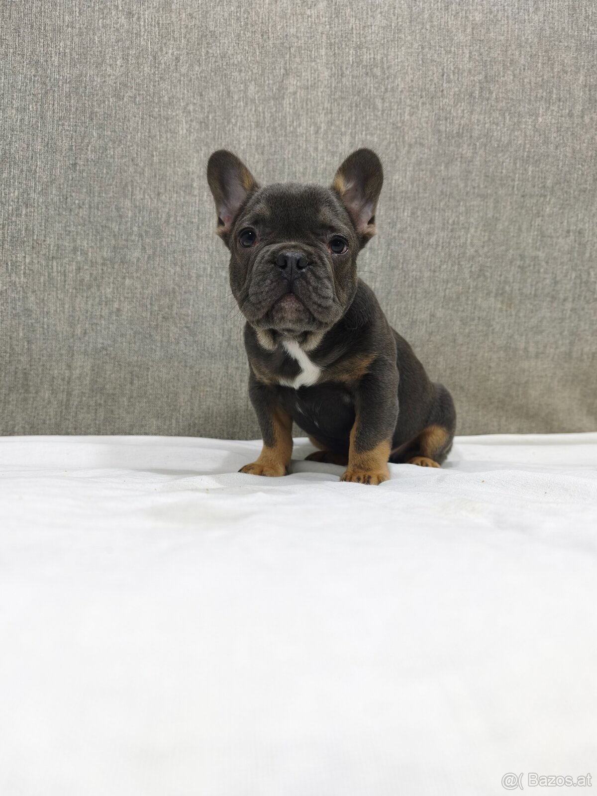 Französischen Bulldog - 13