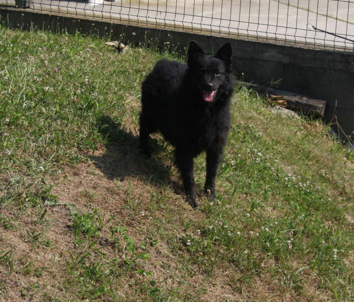 Mu-Chi (Mudi x Chihuahua) Welpen zu verkaufen - 13