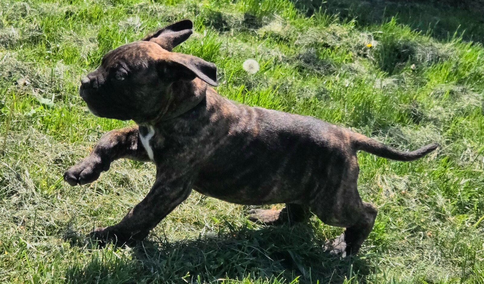 Cane corso mit Stammbaum - 13