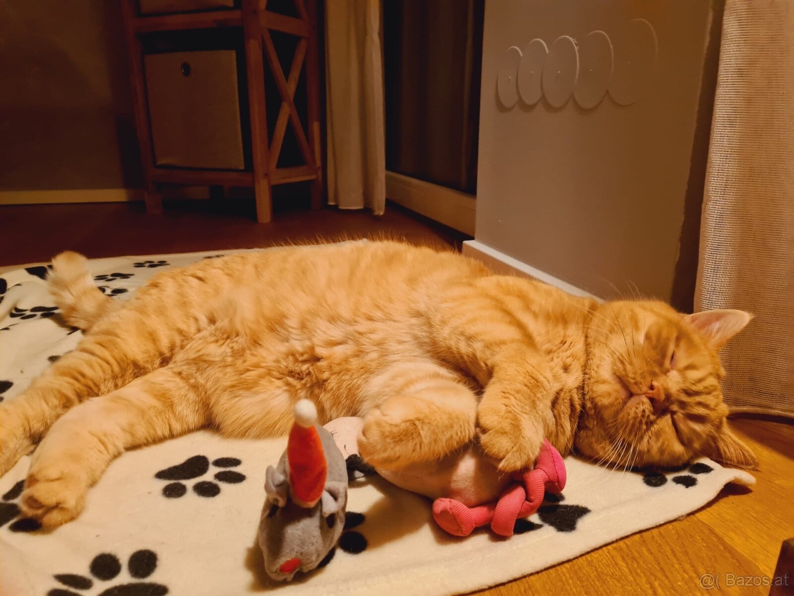 Britisch Kurzhaar Katzen - 13