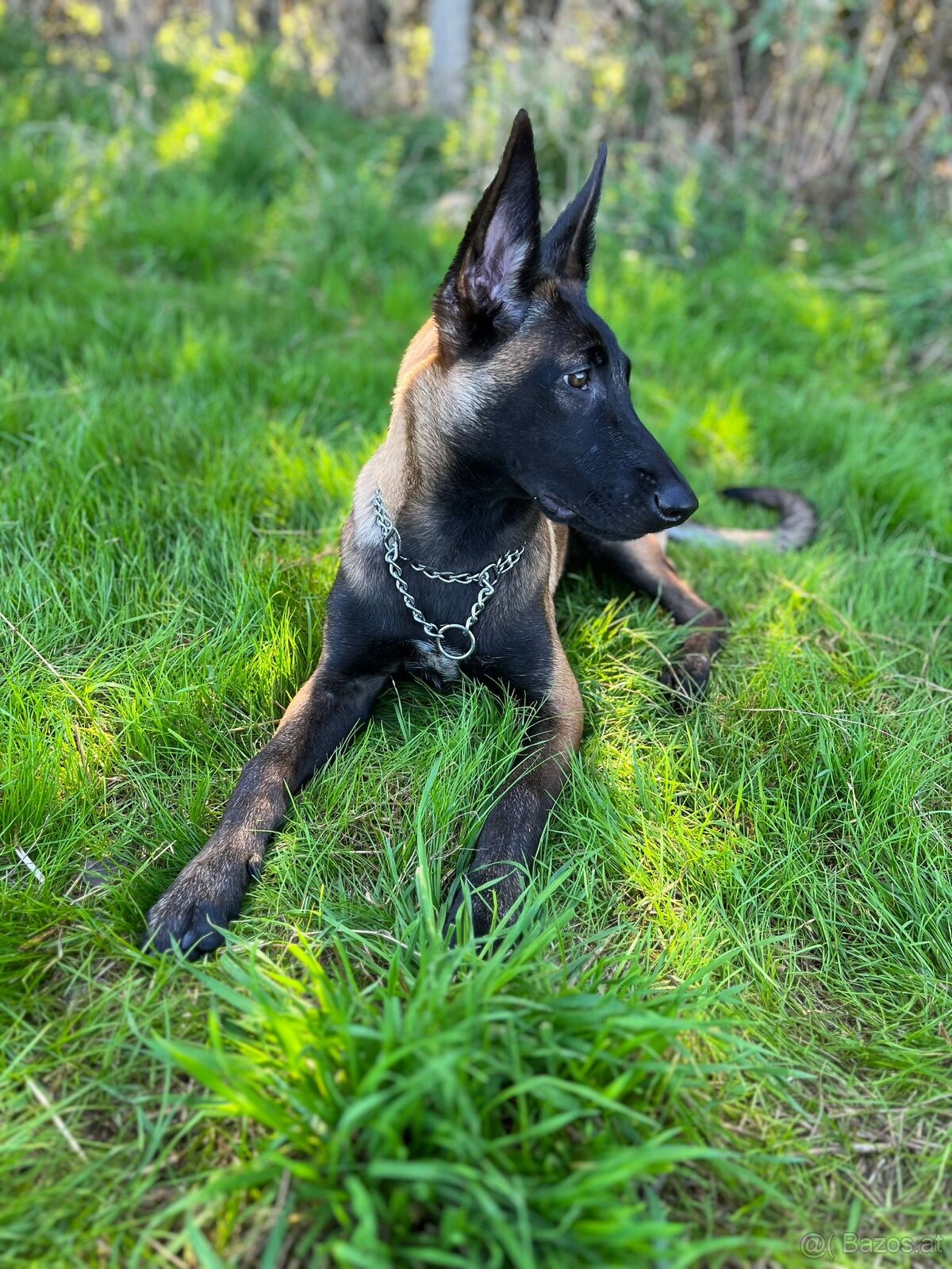 Welpen Malinois x Cane Corso - 13