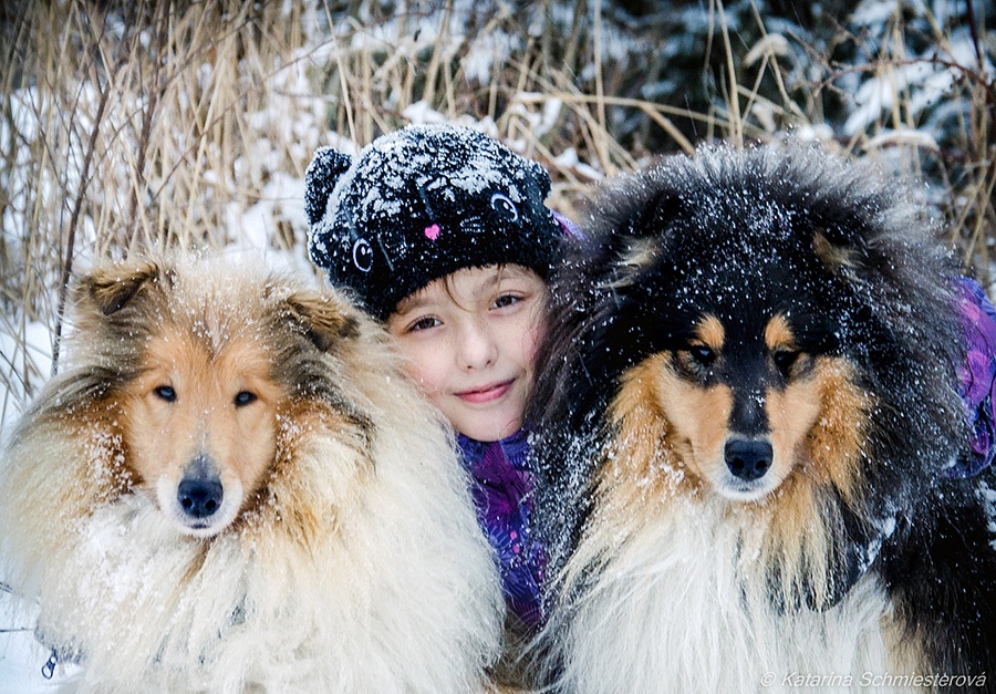 Collie Langhaar Welpen (FCI Stammbaum) - 13
