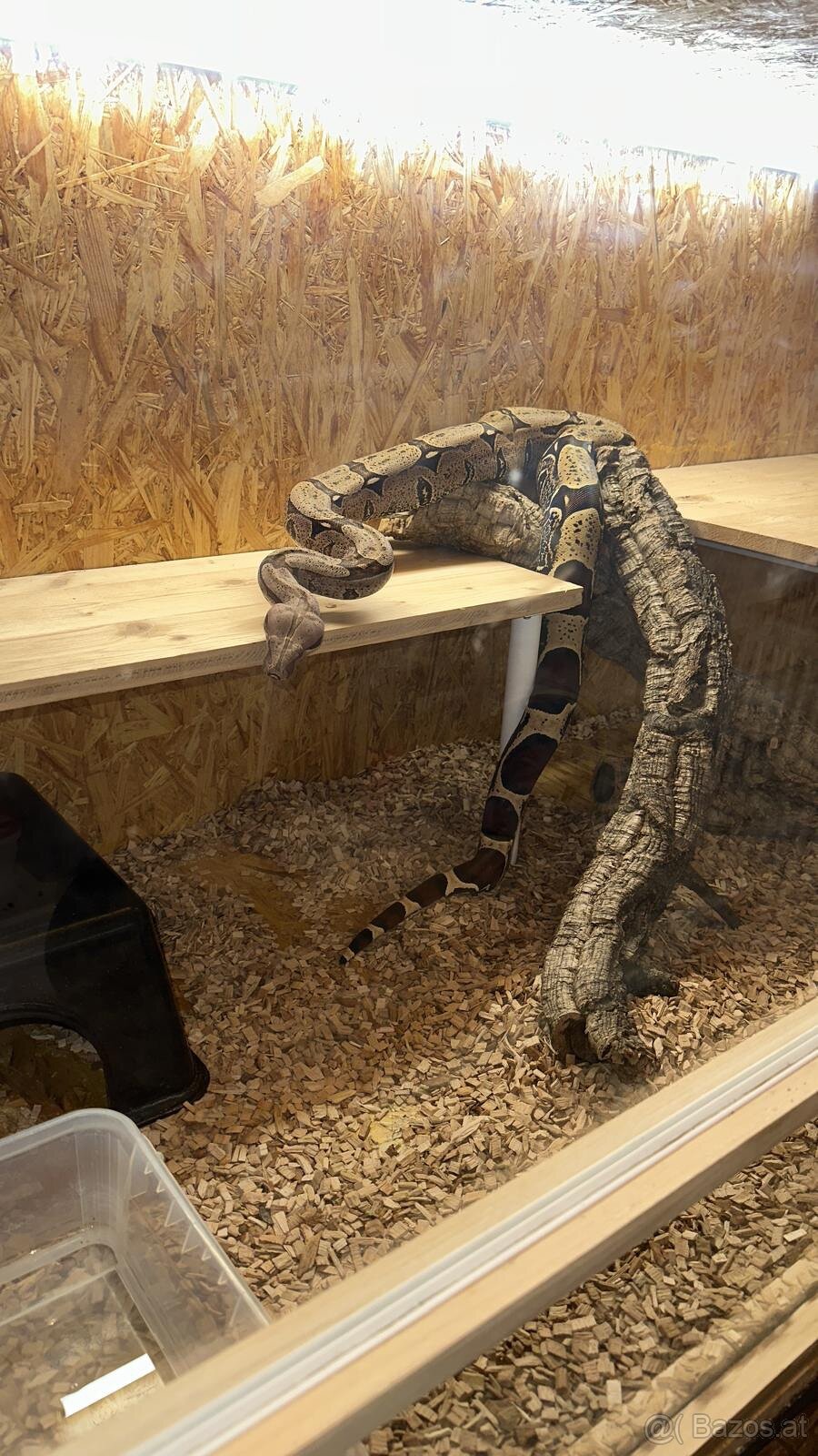 Boa constrictor Constrictor surinam - 13