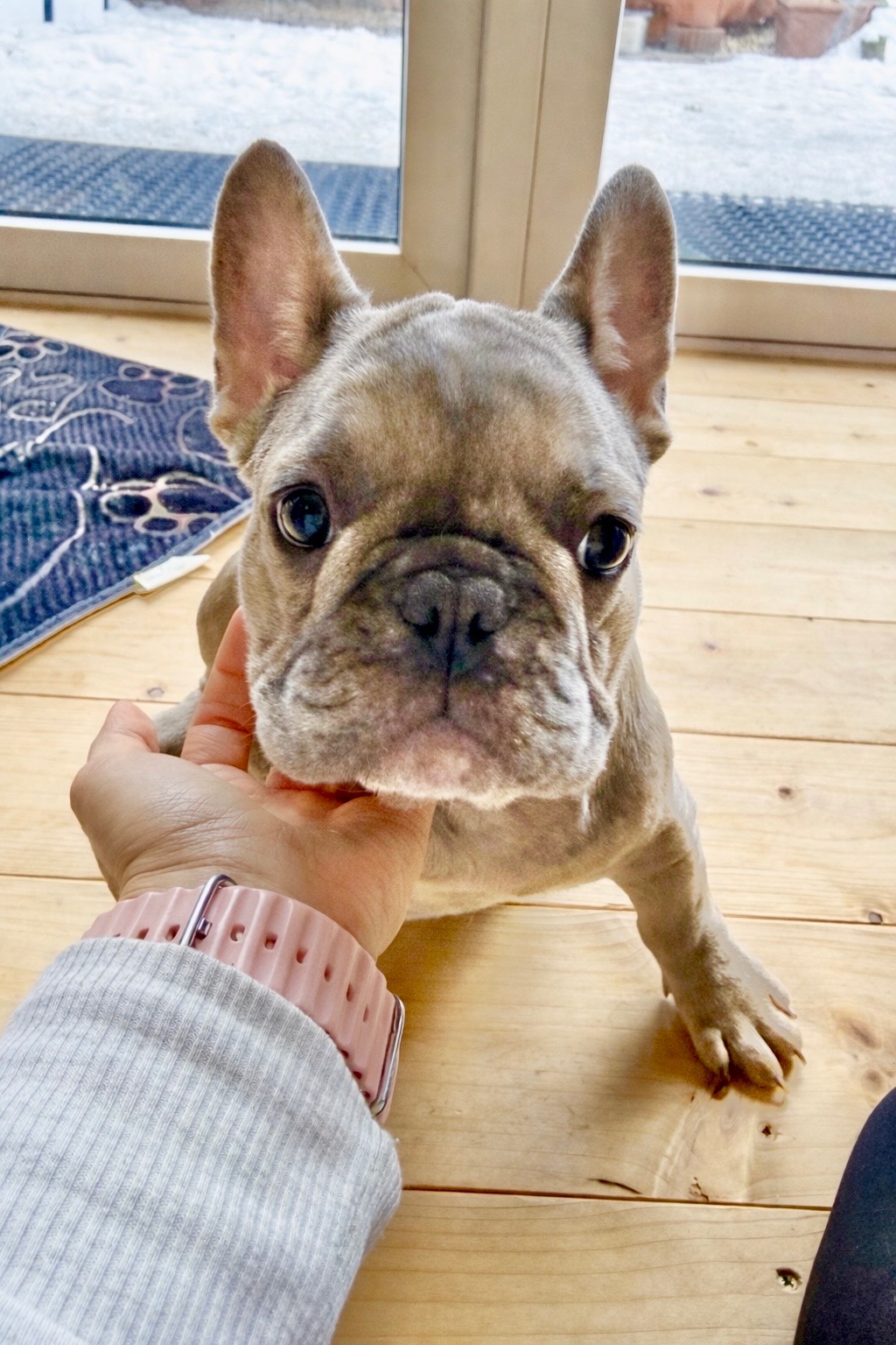 Französische Bulldogge mit Stammbaum - 13