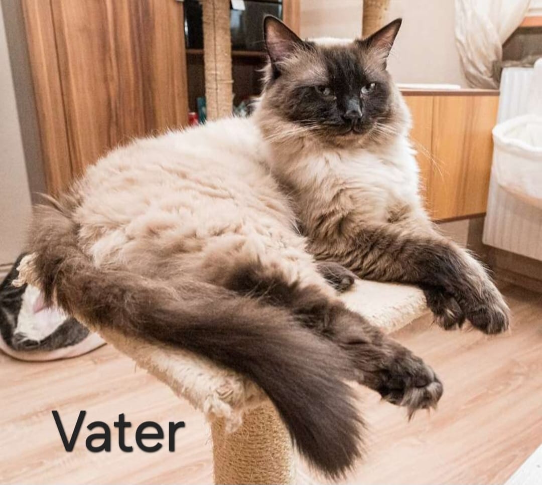 Ragdoll kitten - 13