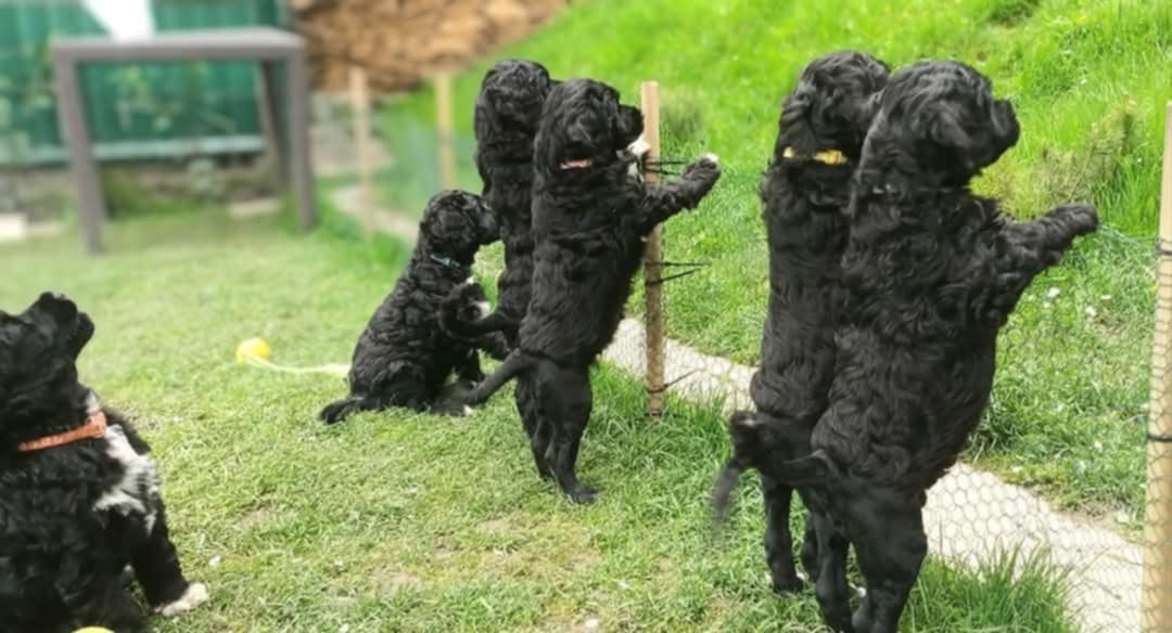 Wunderschöne Welpen - Portugiesischer Wasserhund - 13