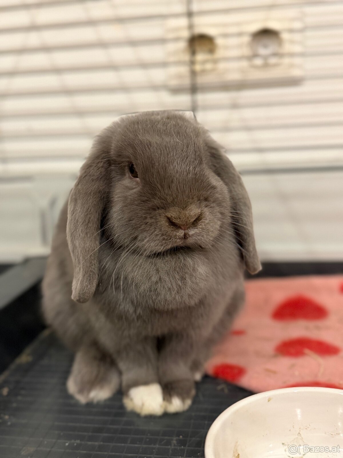 Minilop-Kaninchen 🐰🩷 - 13