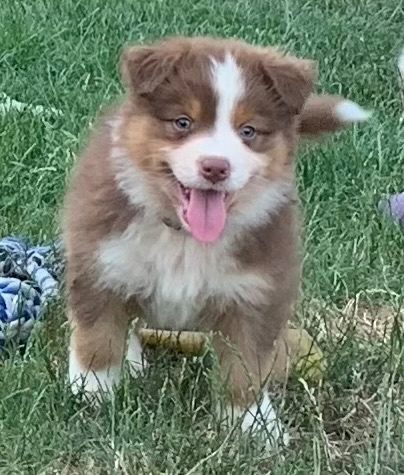 Australian shepherd - 13
