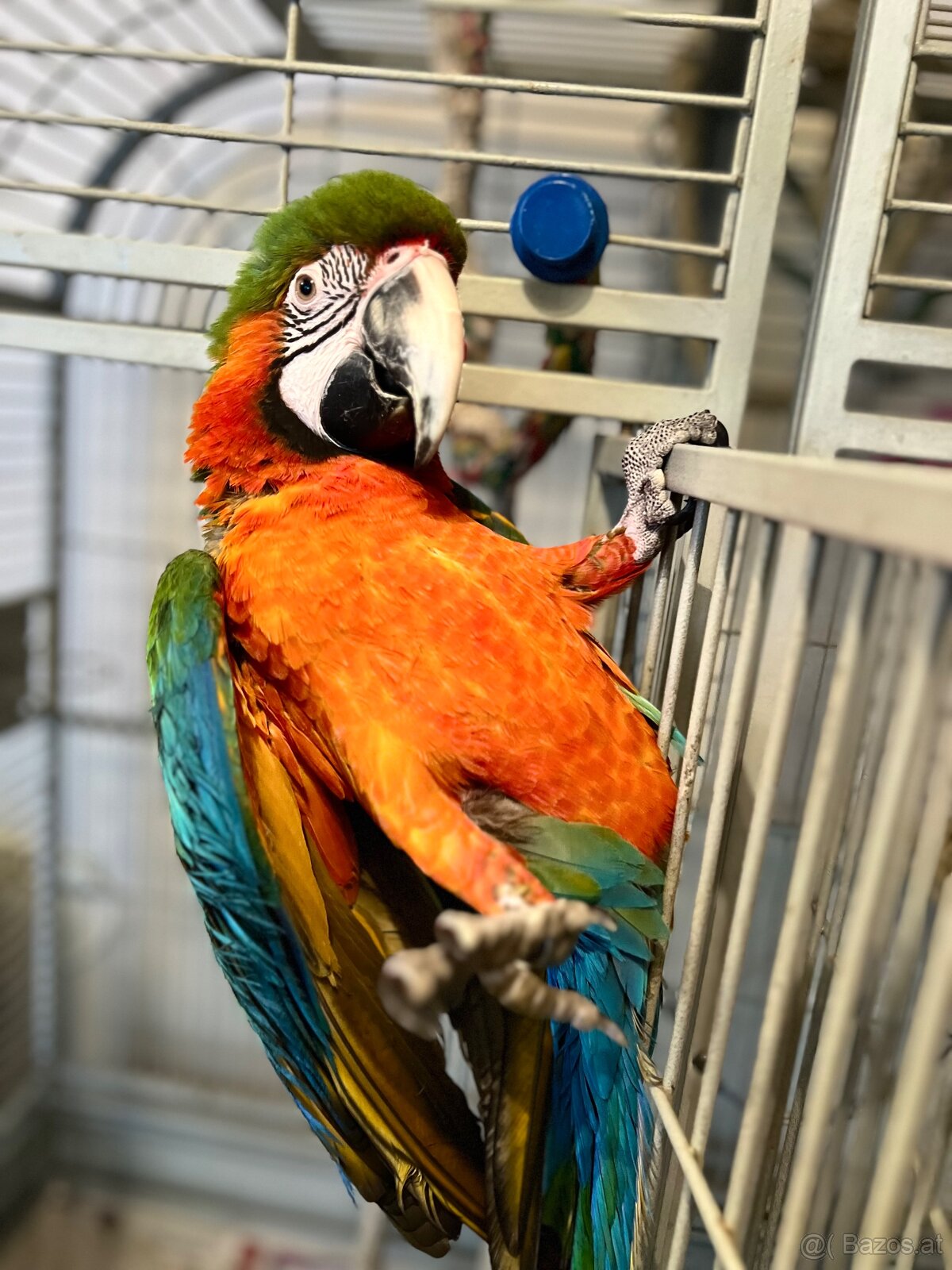 Handzahmer Harlekin ARA 3 Jahre, weiblich - 13