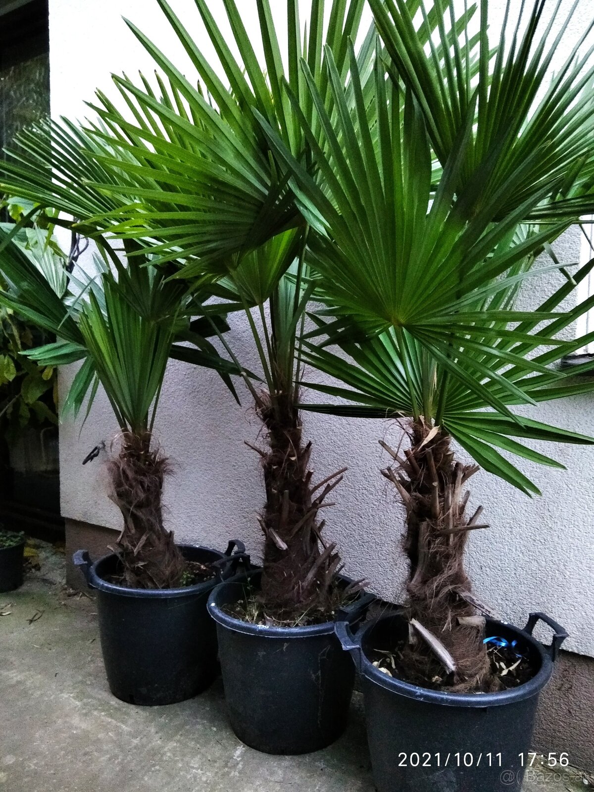 Winterharten palmen Trachycarpus Fortunei - 13