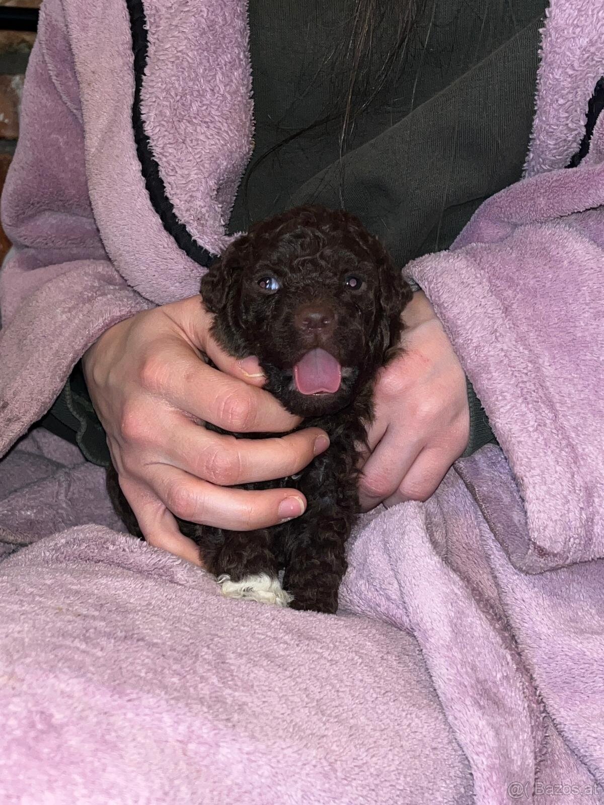 Lagotto Romagnolo - 13