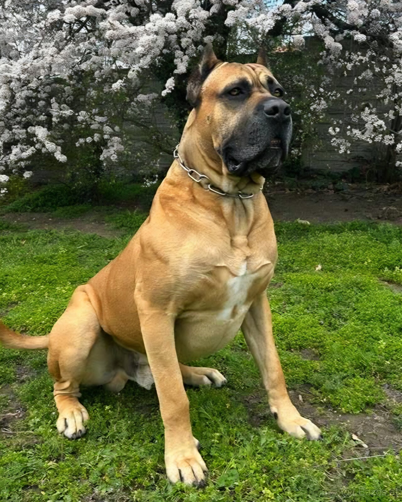 Cane corso mit Stammbaum - 13