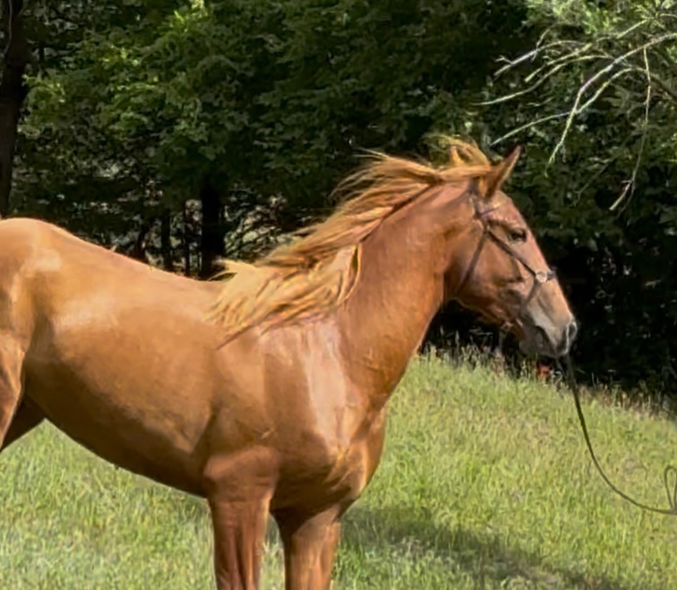 Lusitano Hengst PSL - 13