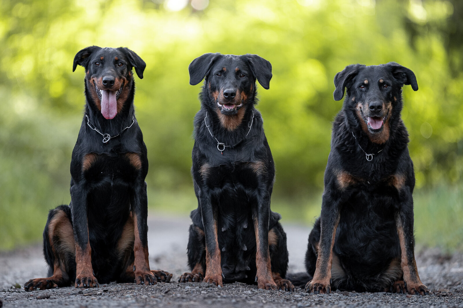Beauceron-Welpen - 13