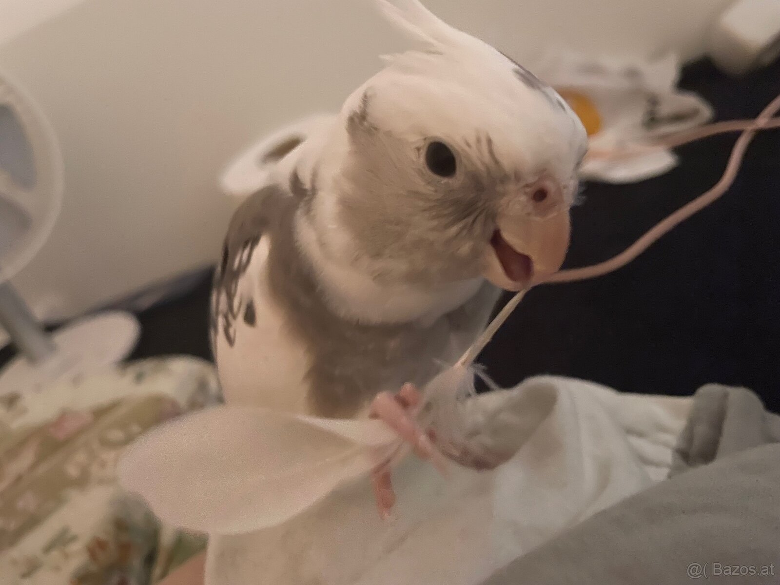 3 Vögel/Nymphensittiche + Käfig inkl. Zubehör - 13