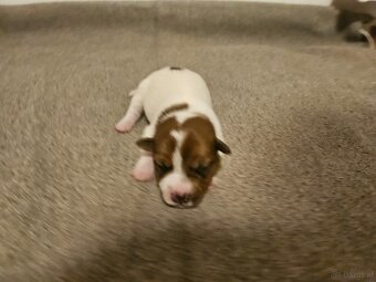 Jack Russell Terrier Welpen gew.13.04.2026 - 13
