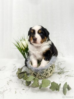 Miniature American Shepherd FCI - 13
