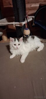 Süsse (langhaar) katzenbabys suchen liebevolles zuhause - 13