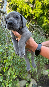Deutsche Dogge blau - 13