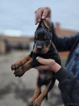 Doberman welpen mit PP - fci hunde - 13