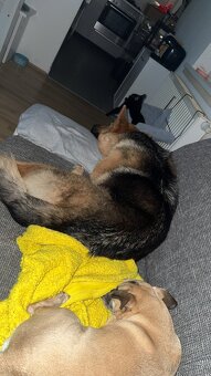 Hund - 13