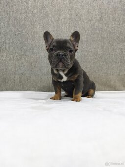 Französischen Bulldog - 13