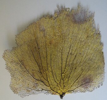 Muschelverkaufsausstellung 28. 3. BRNO - 13