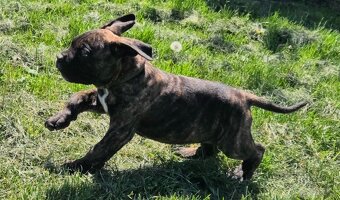 Cane corso mit Stammbaum - 13