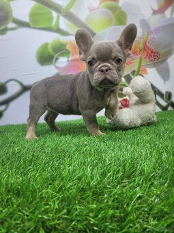 Französische Bulldogge - 13