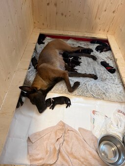 Cane Corso x Malinois Welpen - 13