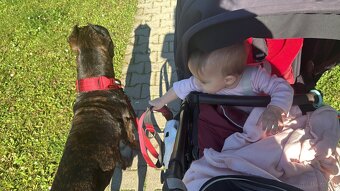 Wurfankündigung Malinois x Cane Corso - 13